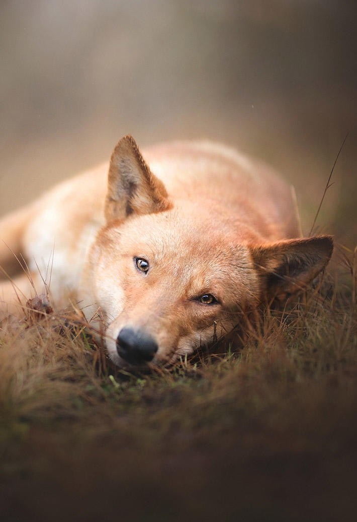 躺在草地上中华田园犬图片