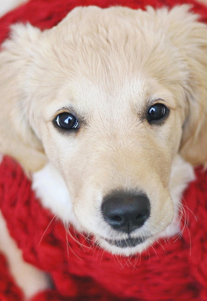 围红围巾的金毛犬图片
