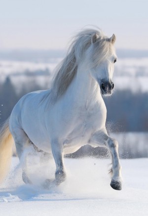 漂亮的白色骏马图片