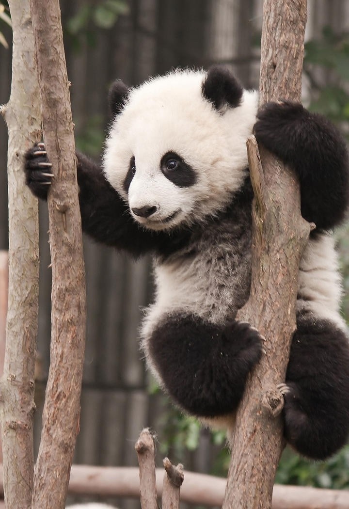 超可爱张嘴卖萌的大熊猫图片
