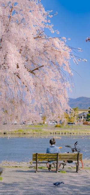 春天浪漫樱花日系风景手机壁纸