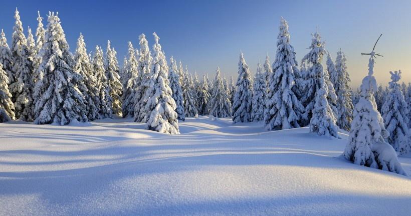 白色大地森林雪树风景