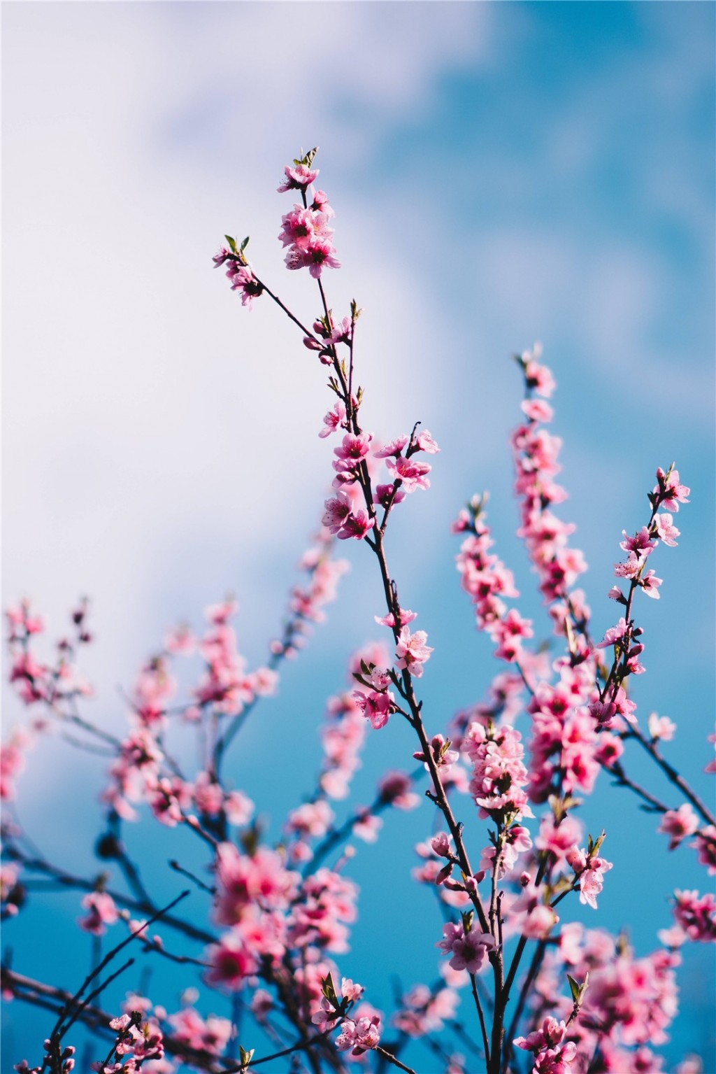 可爱小清新花卉摄影手机壁纸