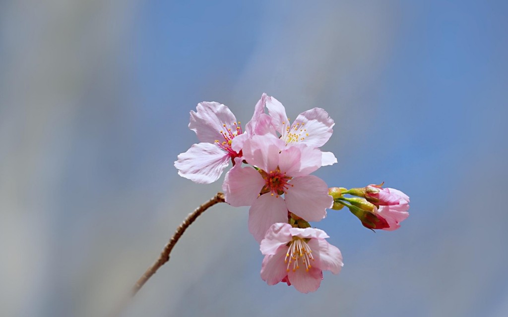 春天的清新樱花摄影图