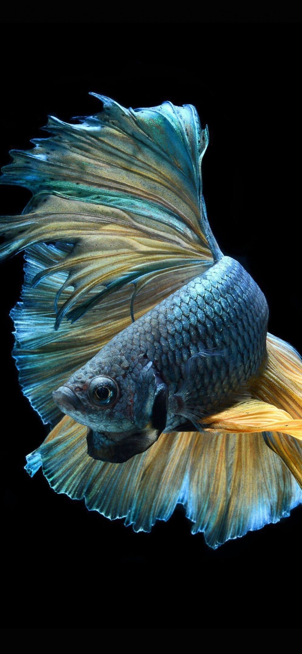 观赏鱼漂亮可爱手机壁纸