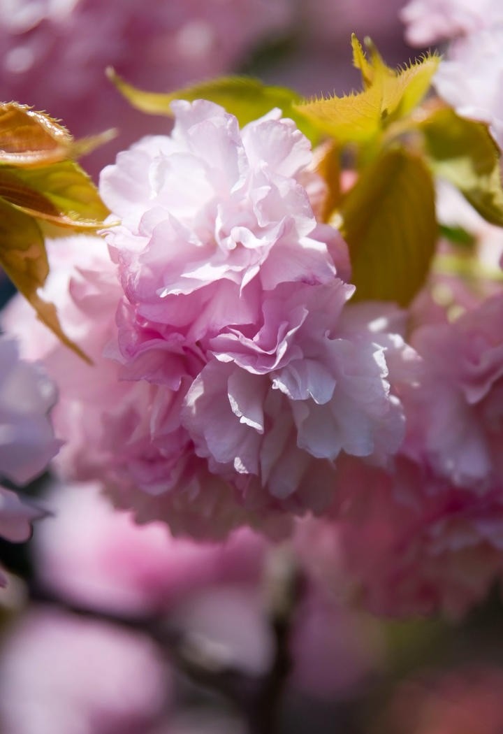 粉嫩优雅的樱花手机壁纸图片