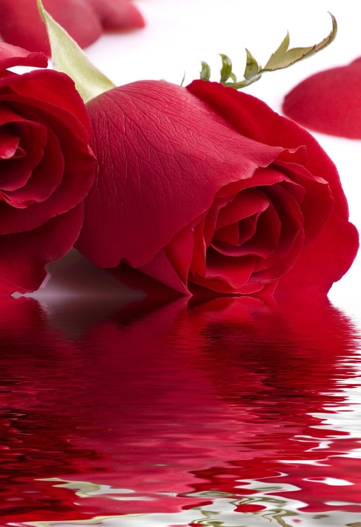 水边玫瑰花朵高清壁纸