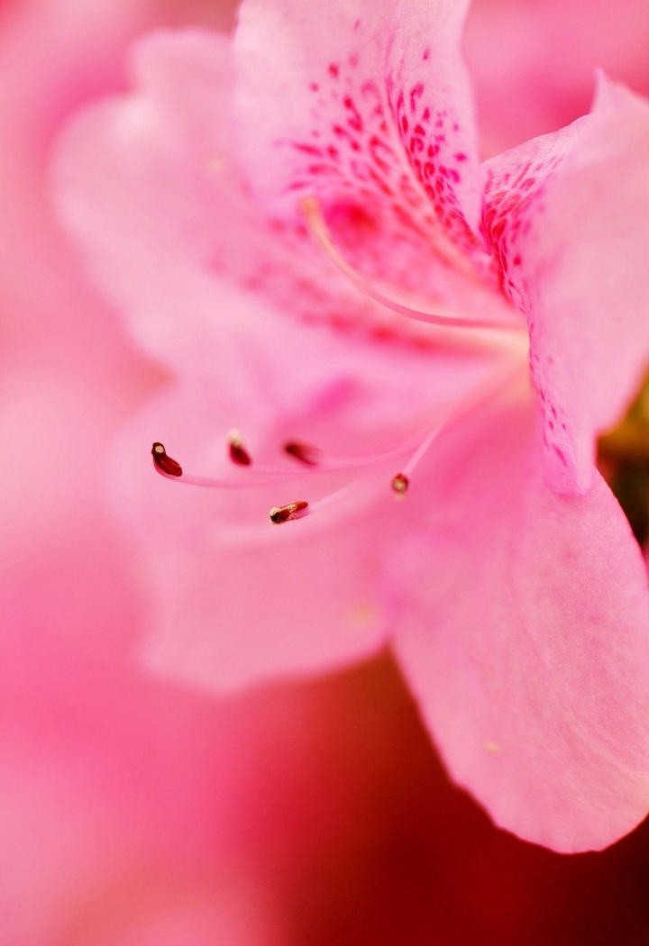 高清特写粉色花瓣鲜花图片