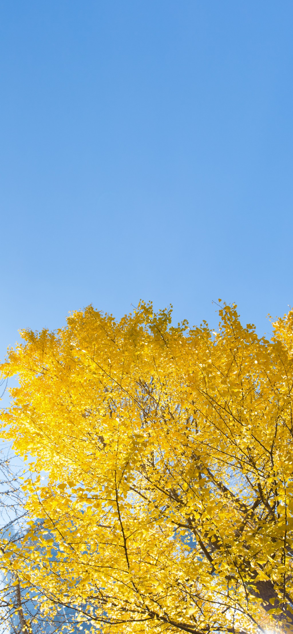 秋天风景黄色树叶手机壁纸