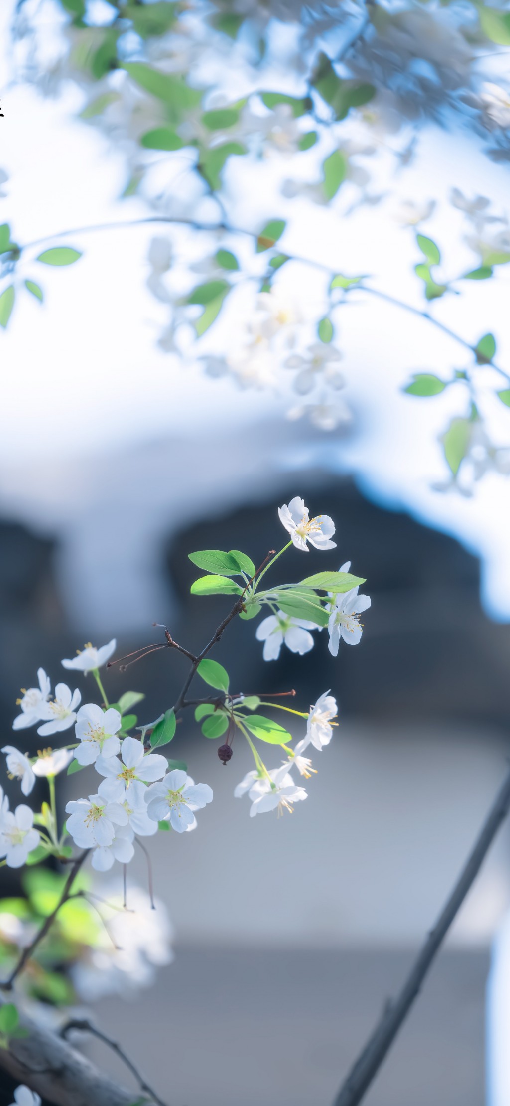湖北海棠洁白色清新花朵手机壁纸