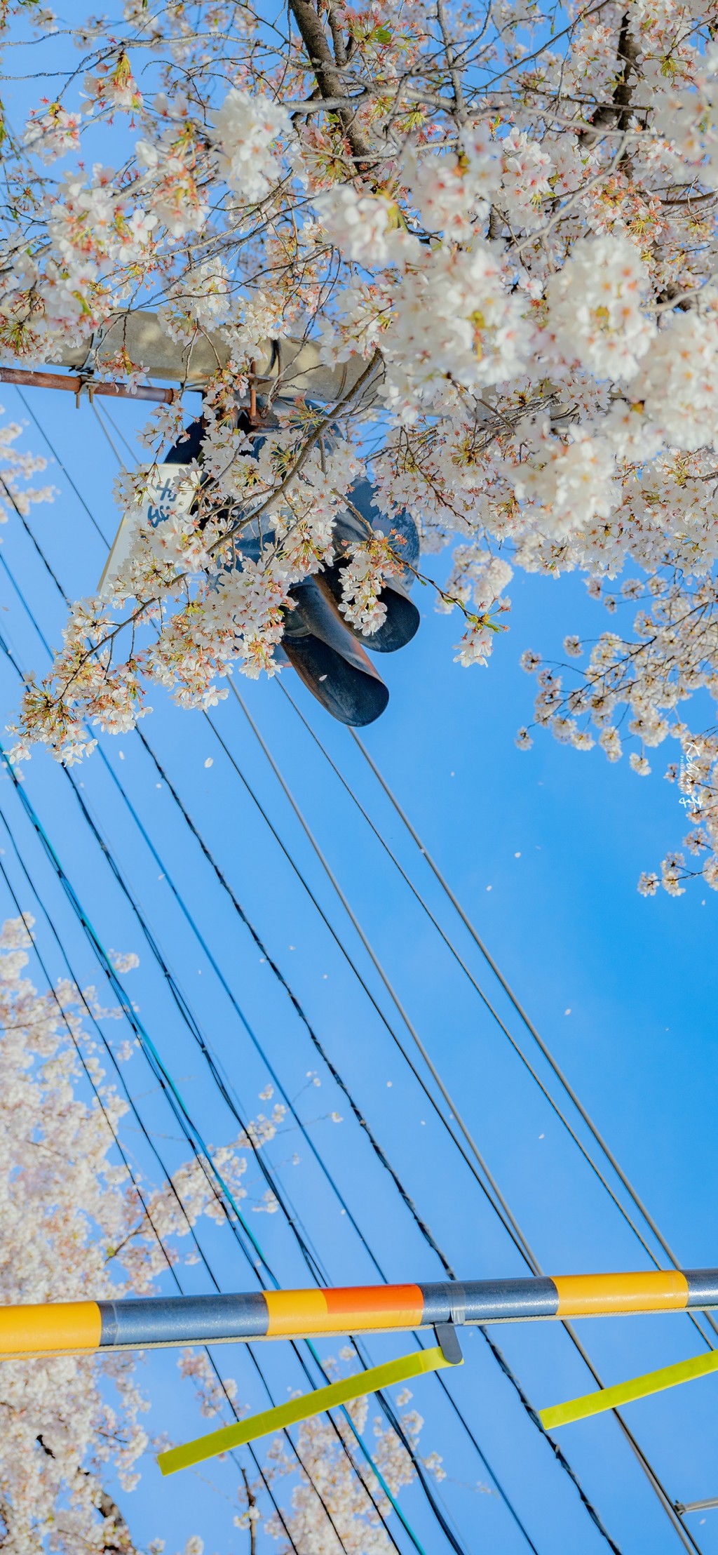 樱花盛开日系横屏风景手机壁纸