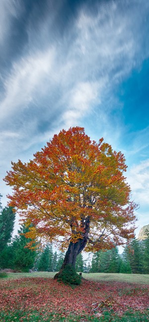 秋日自然风景高清手机壁纸