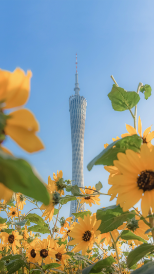 广州塔前的艳丽向日葵