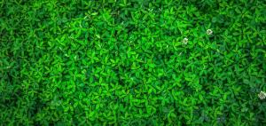 春天绿色草本植物护眼壁纸图片
