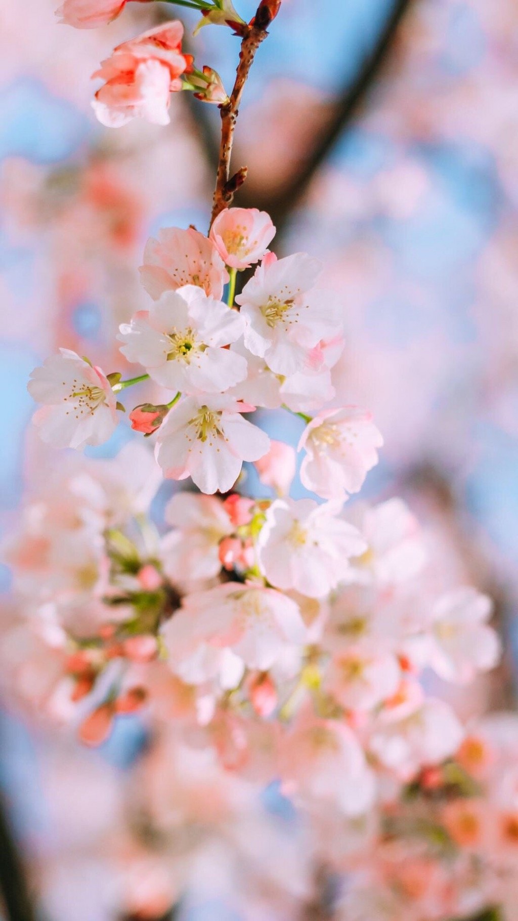 日系清新樱花风景手机壁纸