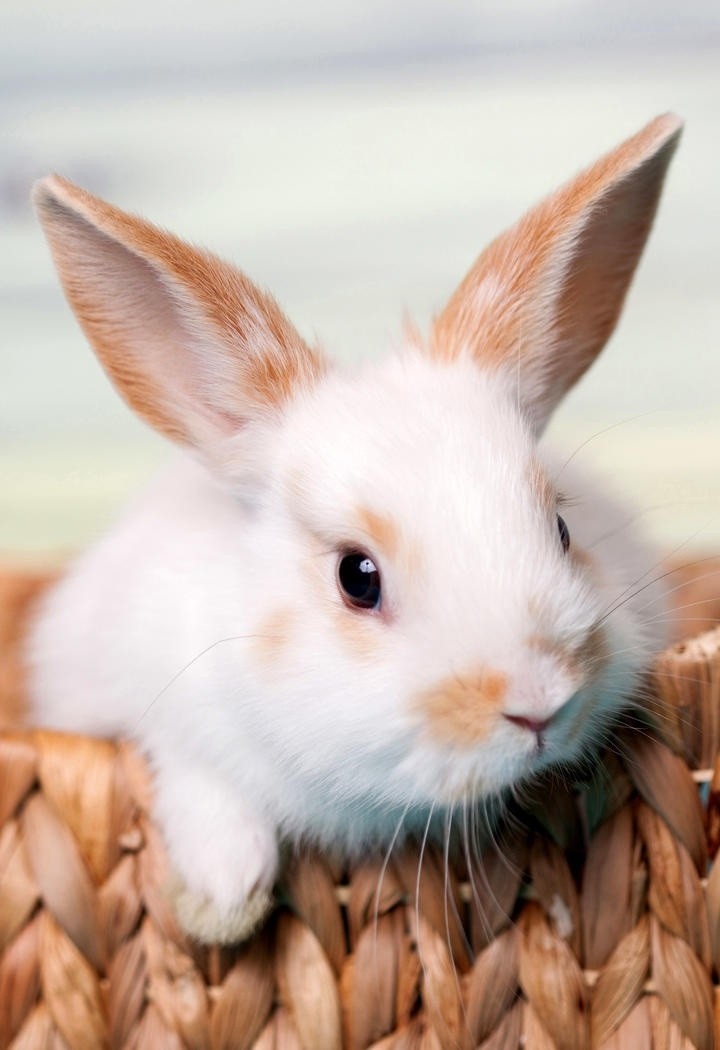 耳朵很长的小兔子图片