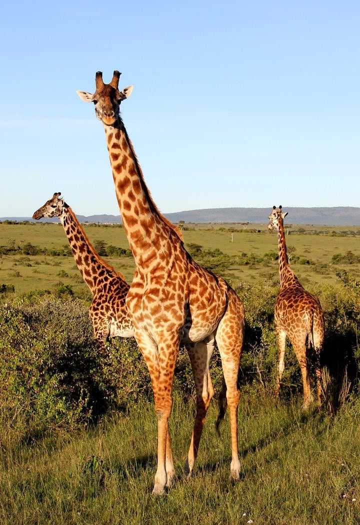 吃树叶的长颈鹿动物图片