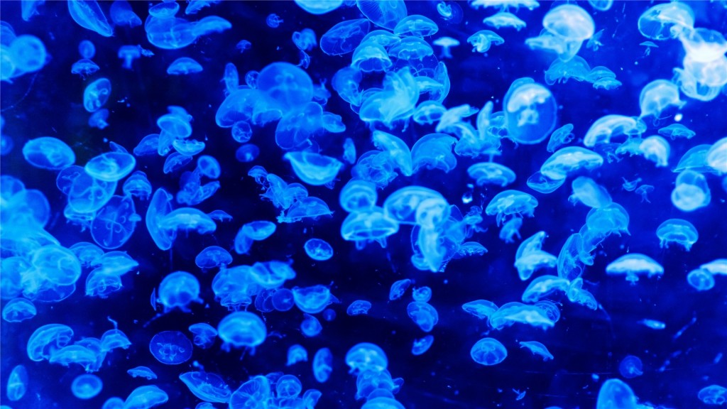 漂亮的海洋水母高清桌面壁纸