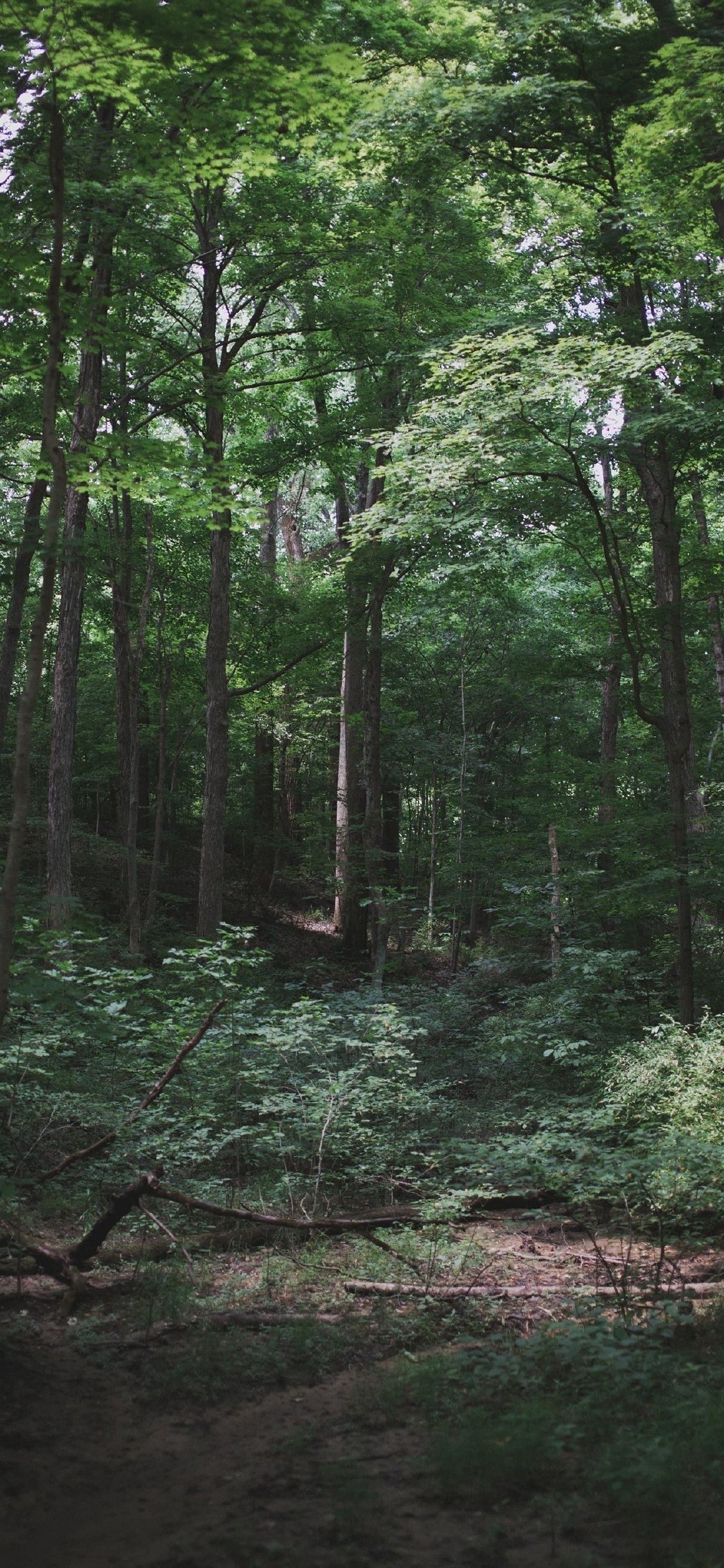 大自然绿色茂密树木摄影手机壁纸
