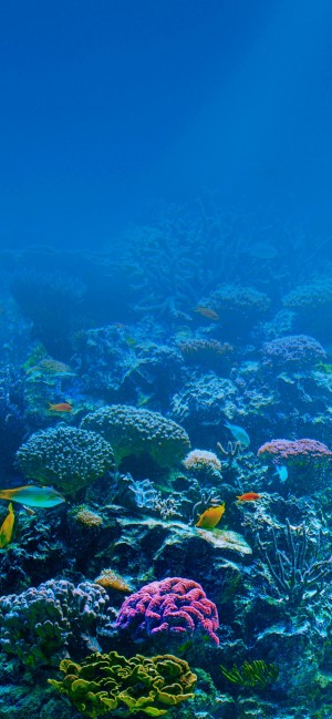 海底世界唯美风景手机壁纸