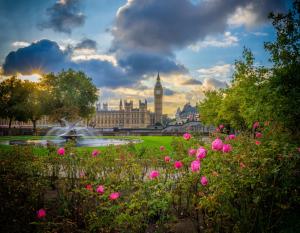 花 玫瑰公园 英格兰 伦敦的大笨钟 高清风景壁纸