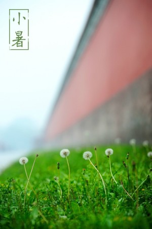 二十四节气之小暑紫禁城风景图片