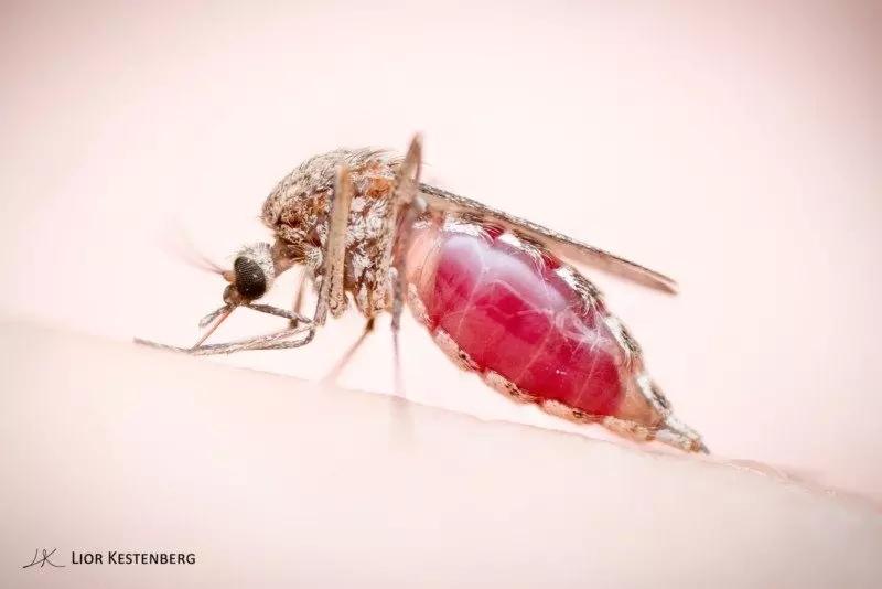 自然摄影师探索微小世界拍摄蚊虫高清吸血全过程