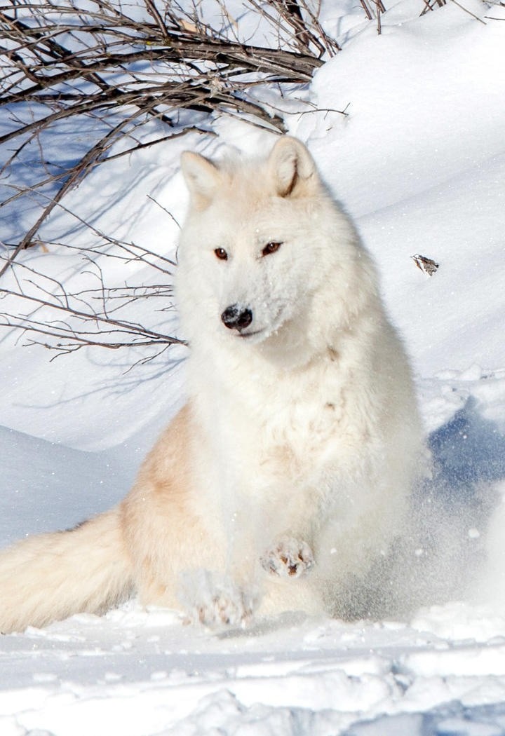 雪中的野狼动物摄影图片