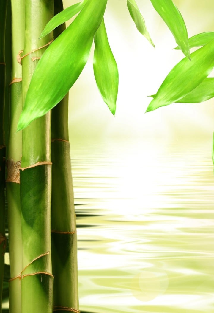 长在水边的竹子