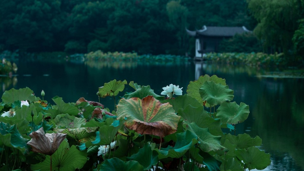 杭州西湖曲院风荷雨中秀丽美景