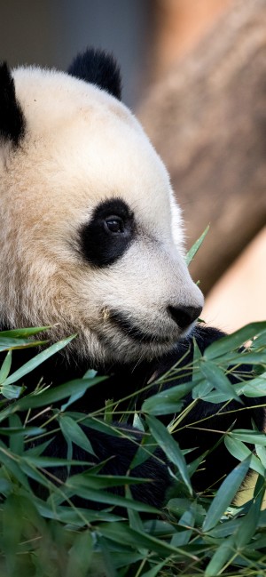 可爱大熊猫手机壁纸