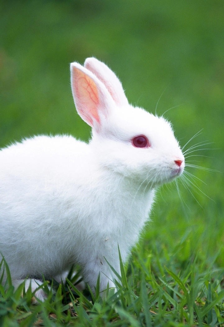 草地上的高清红眼睛白兔摄影图片