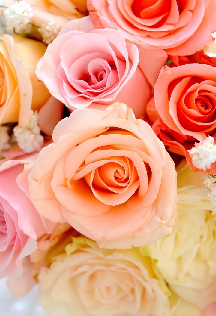 红中泛白的粉色玫瑰花图片