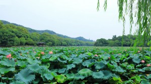 优美杭州西湖美景摄影高清宽屏桌面壁纸