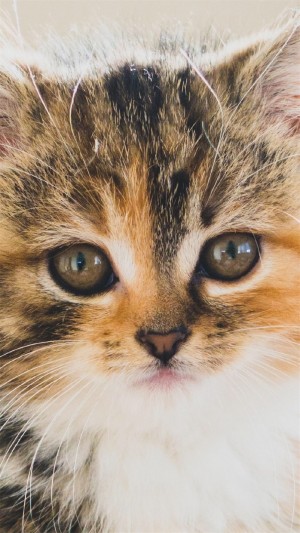 可爱超萌猫咪图片手机壁纸