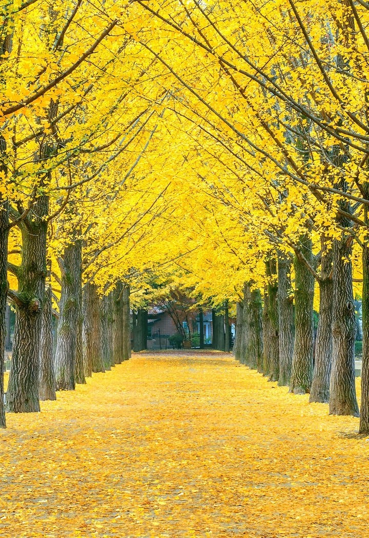 秋天里黄色的树林唯美壁纸图片