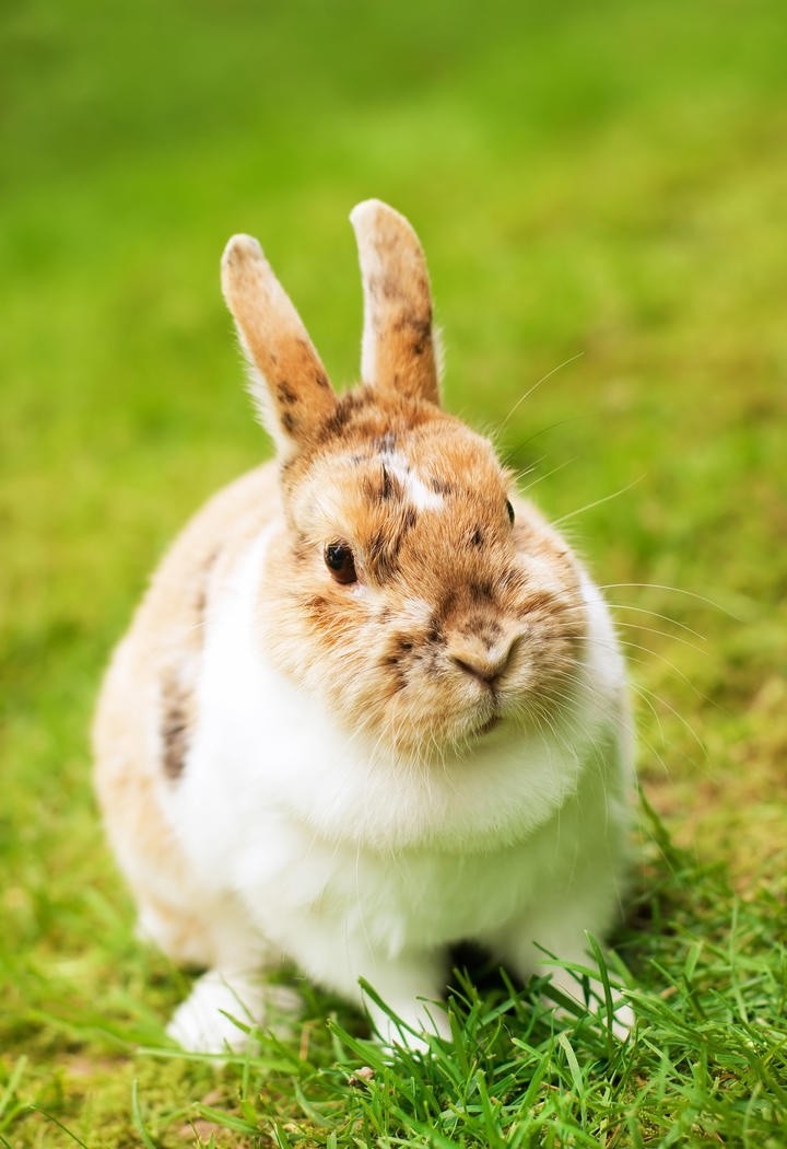 草地上兔子图片