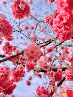 鲜艳的樱花手机壁纸