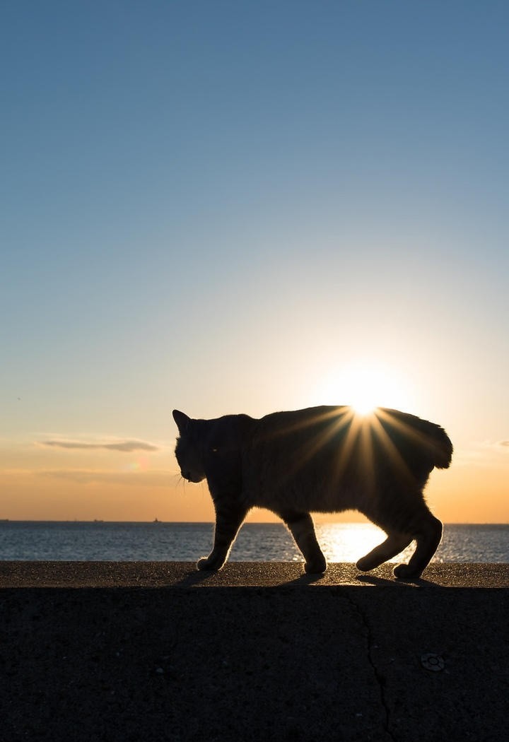 夕阳下的猫剪影图片