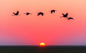 大雁飞唯美图片，太阳初升放光芒染红半边天