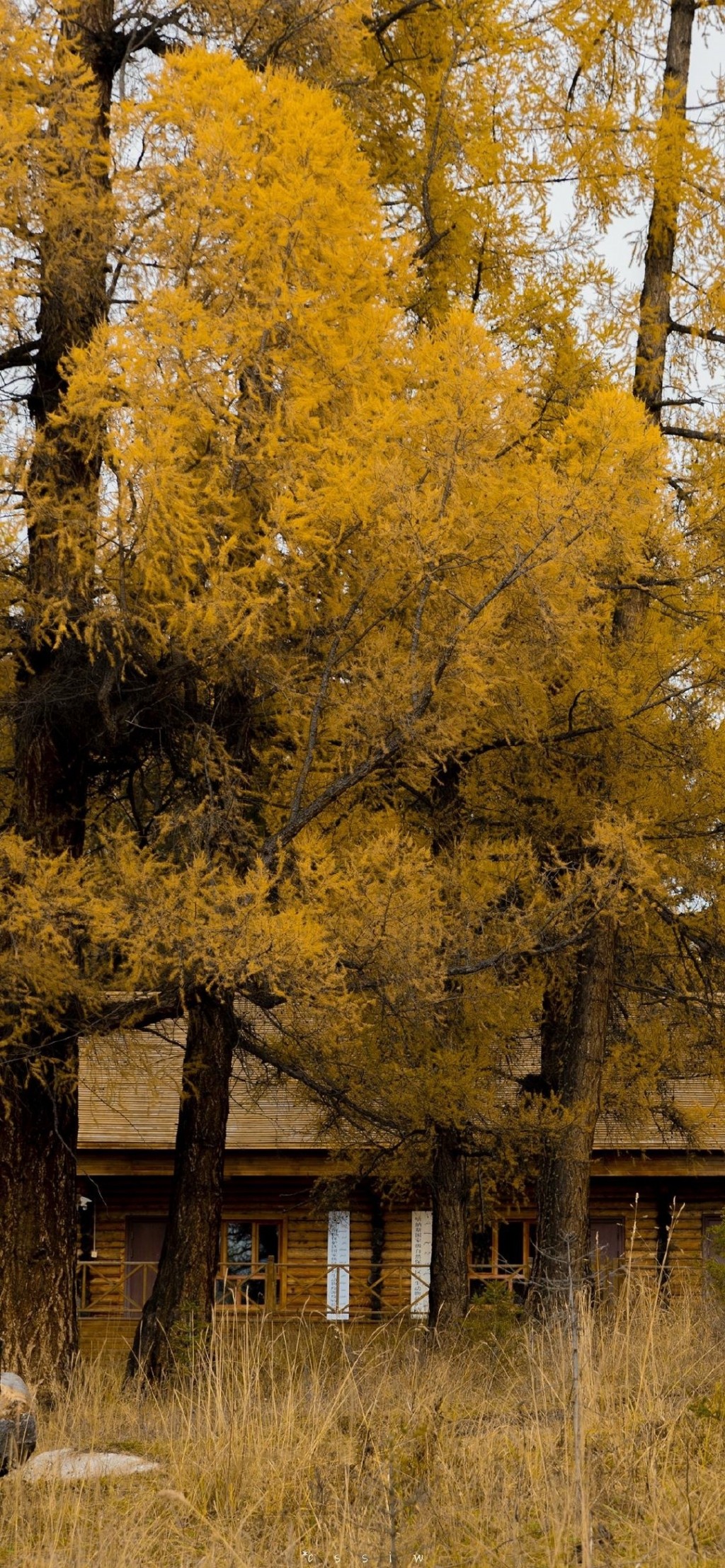 大自然秋日意境风景手机壁纸