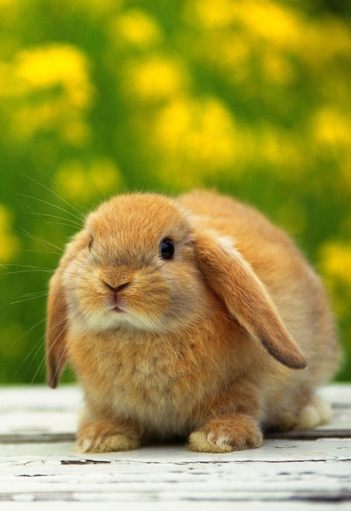 高清超萌小兔子动物摄影图片