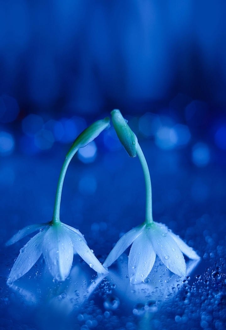 唯美蓝色花朵图片