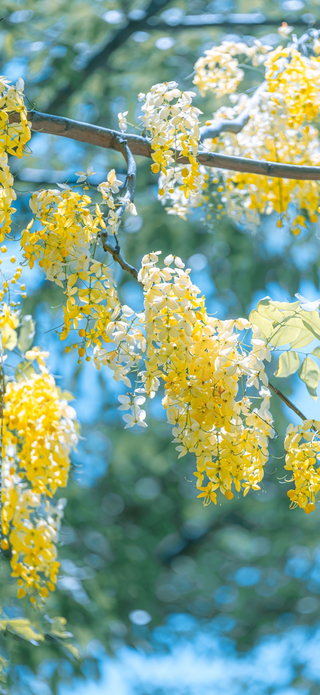 腊肠树黄色花朵清新手机壁纸
