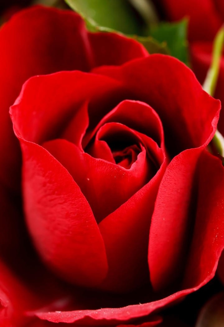 十分鲜艳的大红玫瑰花图片