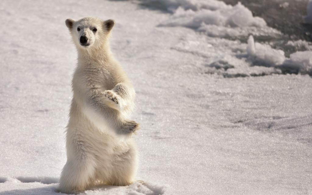 雪中嬉戏可爱北极熊高清桌面壁纸
