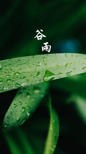 中国传统节气谷雨