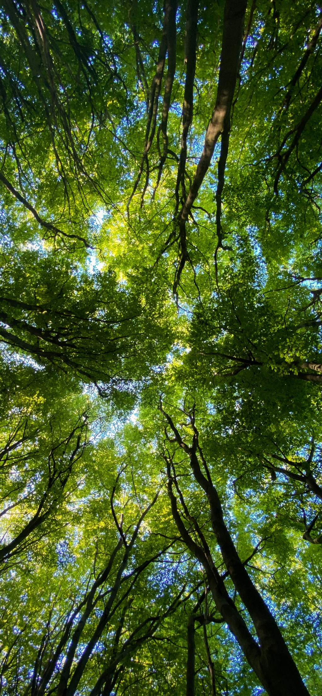 清新森林自然风景手机壁纸
