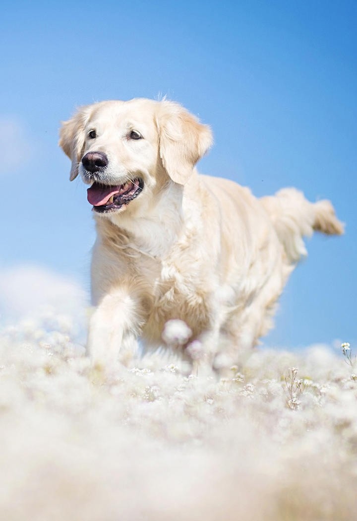 蹲在山上的白色金毛犬图片