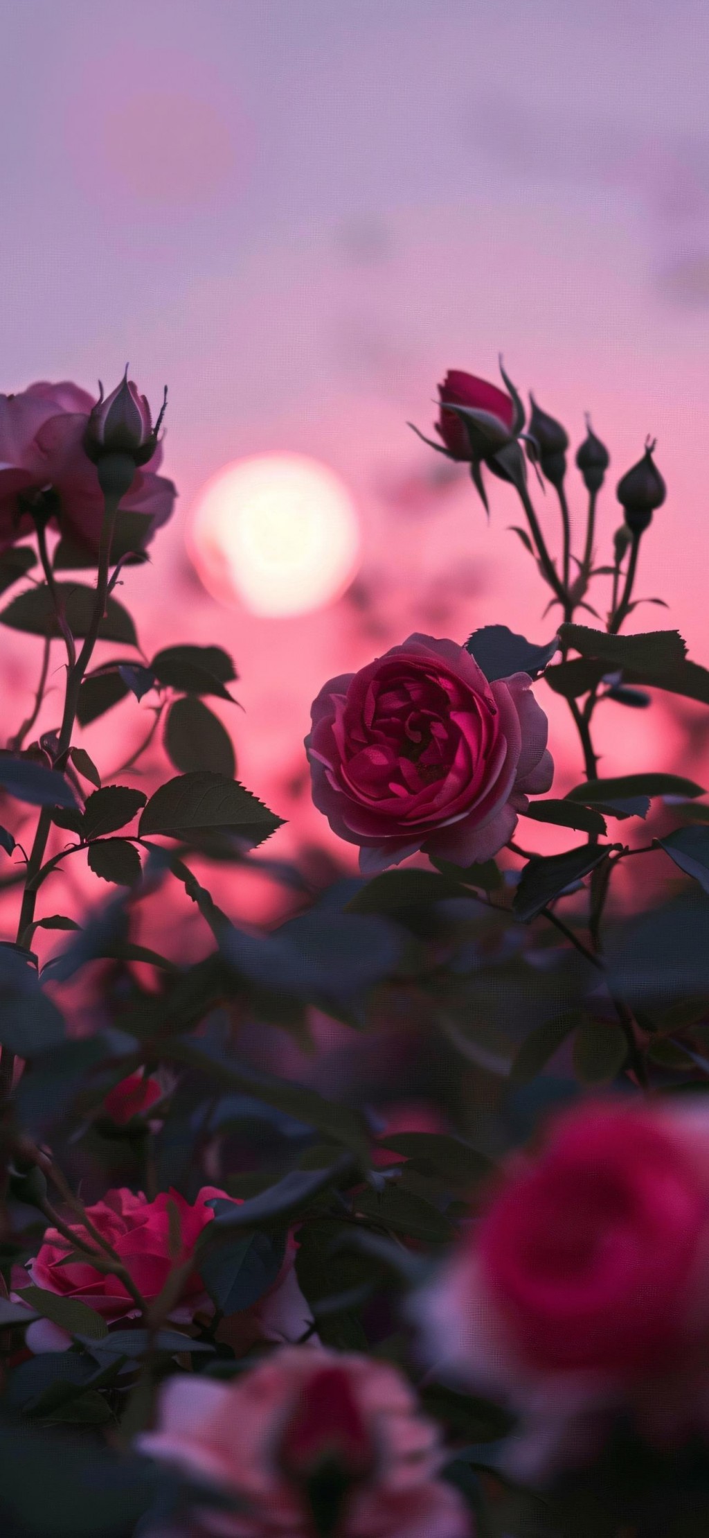 粉色玫瑰花唯美浪漫手机壁纸